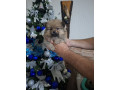 pomeranci-small-2