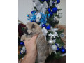 pomeranci-small-3