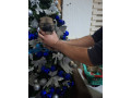pomeranci-small-0