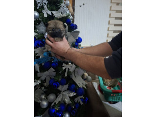 Pomeranci,.