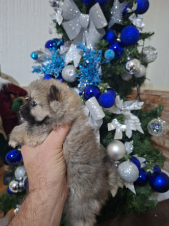 pomeranci-big-3