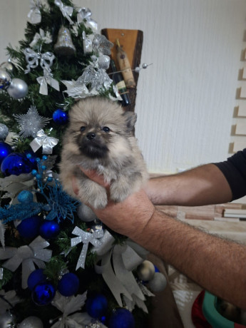 pomeranci-big-1
