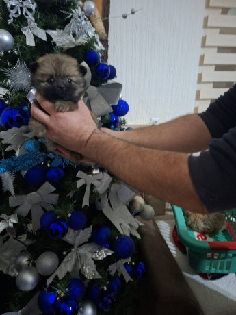 pomeranci-big-0