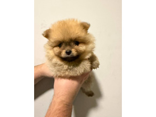 Na prodaju stenci pomeranca