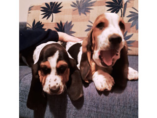 U ponudi kučići Baseta