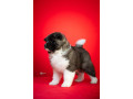 americka-akita-stenci-small-4