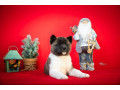 americka-akita-stenci-small-3