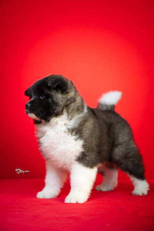 americka-akita-stenci-big-4