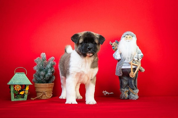 americka-akita-stenci-big-1