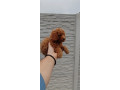 pudle-small-1