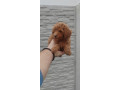 pudle-small-2
