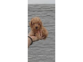 pudle-small-4