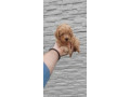 pudle-small-3