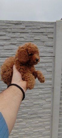 pudle-big-1