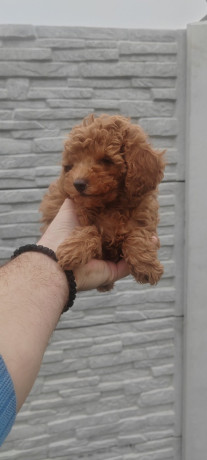 pudle-big-2