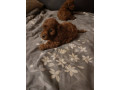crvene-toy-pudle-small-2