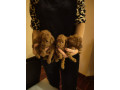 crvene-toy-pudle-small-1