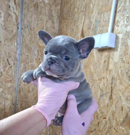 egzoticni-francuski-buldog-big-4