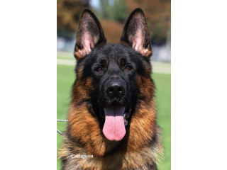 Nemački Ovčari ženska štenad