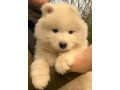 samojed-stenci-small-2