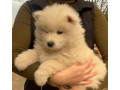 samojed-stenci-small-3