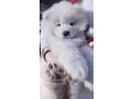 samojed-stenci-small-0