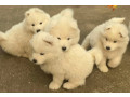 samojed-stenci-small-1