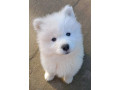 samojed-stenci-small-4