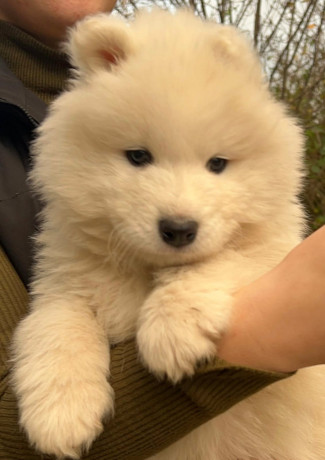 samojed-stenci-big-2