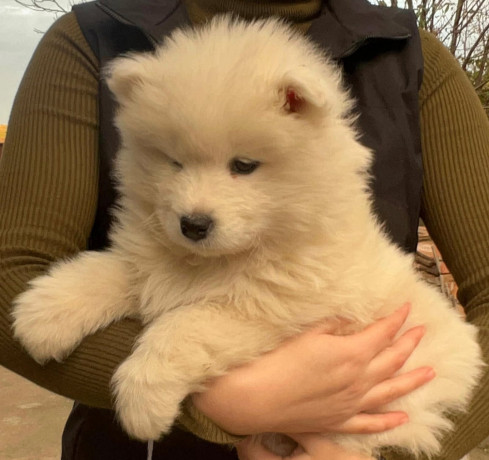 samojed-stenci-big-3