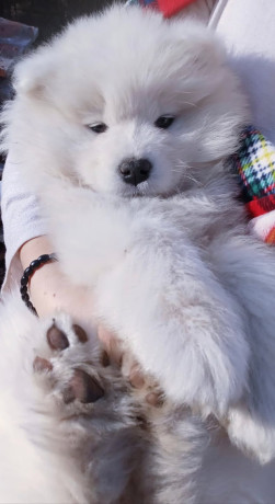 samojed-stenci-big-0