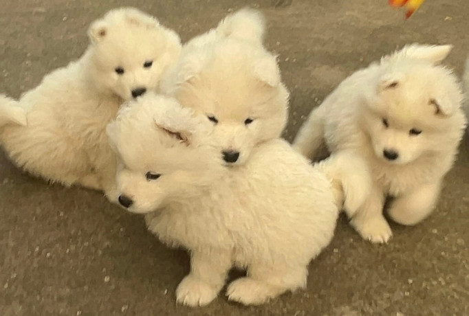 samojed-stenci-big-1