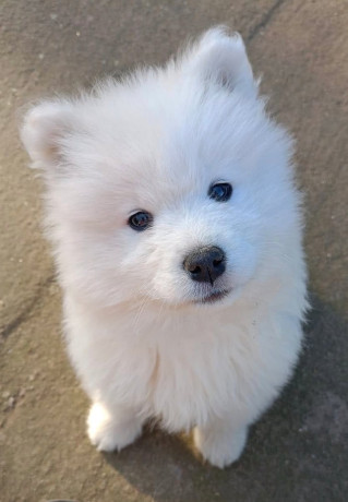 samojed-stenci-big-4