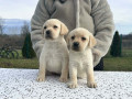 labrador-retriver-stenci-small-3