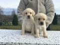 labrador-retriver-stenci-small-4