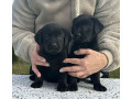 labrador-retriver-stenci-small-2
