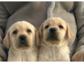 labrador-retriver-stenci-small-1