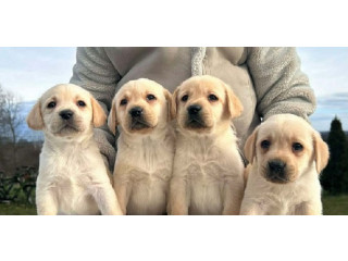 Labrador retriver štenci !