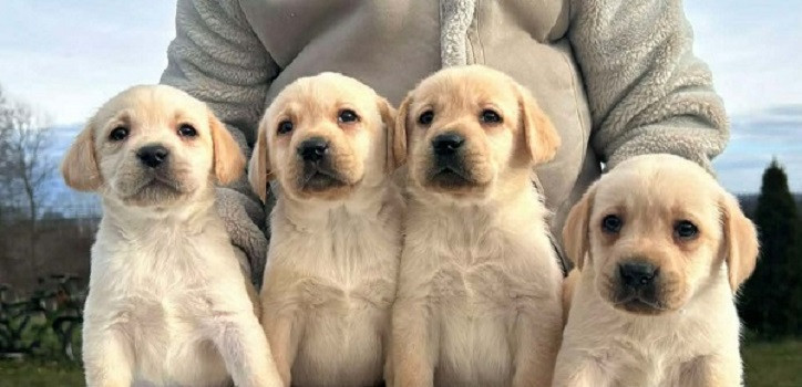 labrador-retriver-stenci-big-0