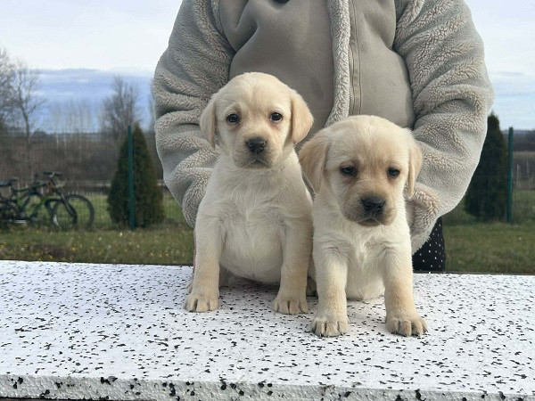 labrador-retriver-stenci-big-4