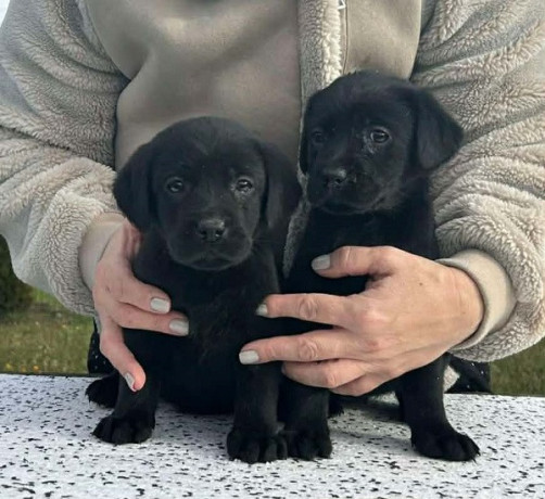 labrador-retriver-stenci-big-2