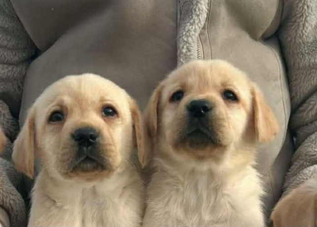 labrador-retriver-stenci-big-1