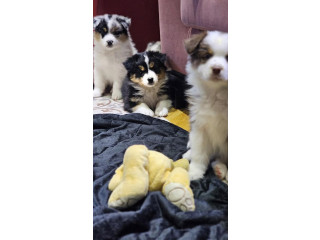 Australijski ovčar !