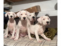 dogo-argentino-small-0