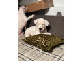 dogo-argentino-small-3