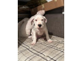 dogo-argentino-small-2