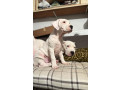 dogo-argentino-small-4