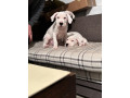 dogo-argentino-small-1