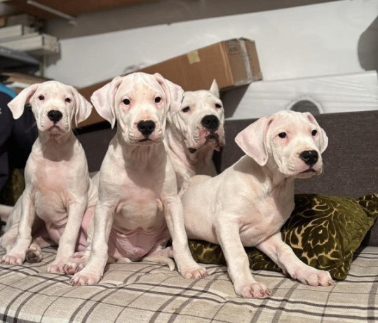 dogo-argentino-big-0