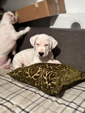 dogo-argentino-big-3